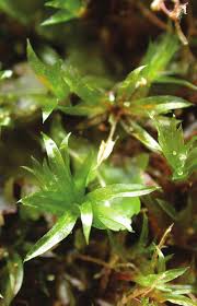 Attēlu rezultāti vaicājumam “Bryum amblyodon”