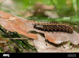 Attēlu rezultāti vaicājumam “Argynnis paphia larva”
