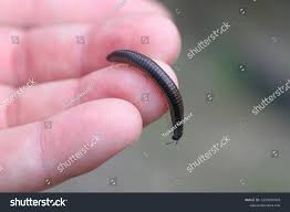 Attēlu rezultāti vaicājumam “Ommatoiulus sabulosus aimatopodus”