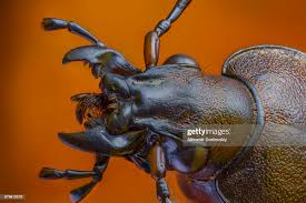 Attēlu rezultāti vaicājumam “Carabus granulatus”