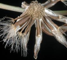 Attēlu rezultāti vaicājumam “Leontodon hispidus fruit”