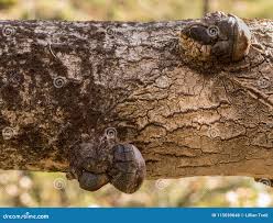 Attēlu rezultāti vaicājumam “Phellinus tremulae”