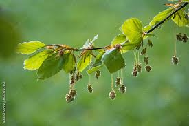 Attēlu rezultāti vaicājumam “Fagus sylvatica male flower”