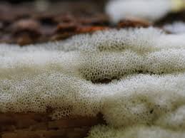 Attēlu rezultāti vaicājumam “Ceratiomyxa porioides spores”