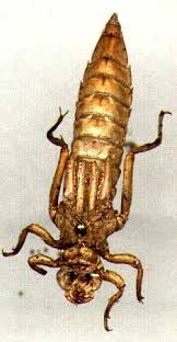 Attēlu rezultāti vaicājumam “Dicyphus nymph”