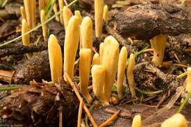 Attēlu rezultāti vaicājumam “Physarum bryocorticola”