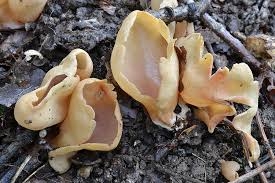 Attēlu rezultāti vaicājumam “Otidea leporina”