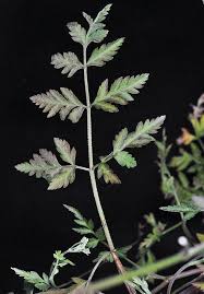 Attēlu rezultāti vaicājumam “Torilis japonica leaf”