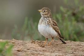 Image result for Calandrella rufescens