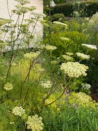 Attēlu rezultāti vaicājumam “Cenolophium denudatum”