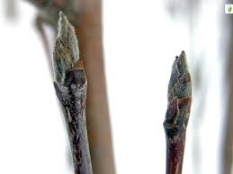 Attēlu rezultāti vaicājumam “Sorbus aucuparia bud”