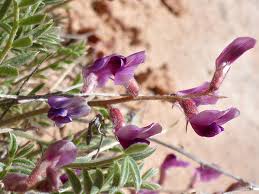 Attēlu rezultāti vaicājumam “Astragalus arenarius flower”