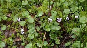 Attēlu rezultāti vaicājumam “Viola palustris”