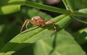 Attēlu rezultāti vaicājumam “Xysticus bifasciatus”