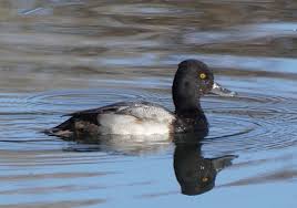 Image result for Pembrokeshire Harriers