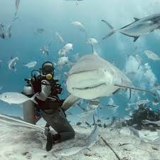 Image result for 公害SEARCH