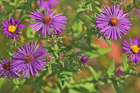 Attēlu rezultāti vaicājumam “Symphyotrichum novae-angliae”