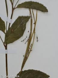 Attēlu rezultāti vaicājumam “Epilobium roseum leaf”