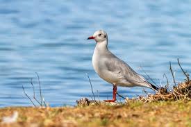 Image result for Chroicocephalus ridibundus