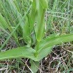 Attēlu rezultāti vaicājumam “Epipactis palustris leaf”