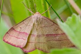 Attēlu rezultāti vaicājumam “Rhodostrophia vibicaria”