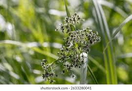 Attēlu rezultāti vaicājumam “Scirpus sylvaticus bud”