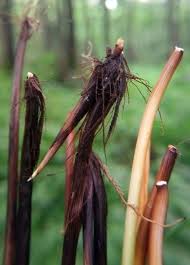 Attēlu rezultāti vaicājumam “Carex appropinquata”