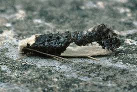 Attēlu rezultāti vaicājumam “Monopis monachella”