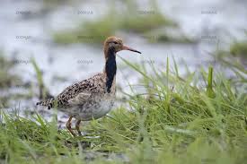 Attēlu rezultāti vaicājumam “Philomachus pugnax”