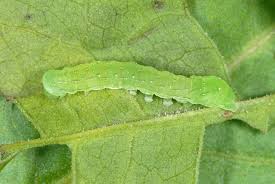 Attēlu rezultāti vaicājumam “Euplexia lucipara”