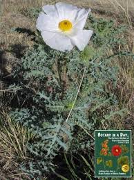 Attēlu rezultāti vaicājumam “Papaveraceae”