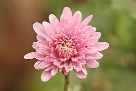 Image result for Chrysanthemum sebatense