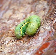 Attēlu rezultāti vaicājumam “Ypsolopha parenthesella”