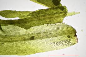 Attēlu rezultāti vaicājumam “Oxystegus tenuirostris”