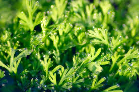Attēlu rezultāti vaicājumam “Anethum graveolens leaf”