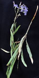 Attēlu rezultāti vaicājumam “Lactuca tatarica leaf”