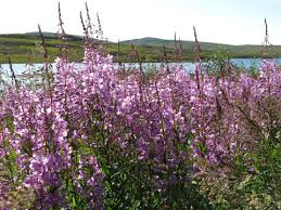 Attēlu rezultāti vaicājumam “Calliergon megalophyllum”