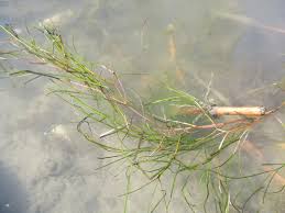 Attēlu rezultāti vaicājumam “Stuckenia pectinata”