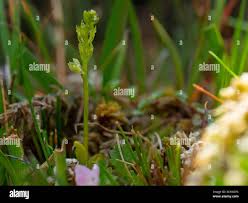 Attēlu rezultāti vaicājumam “Hammarbya paludosa leaf”