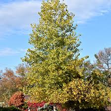 Attēlu rezultāti vaicājumam “Populus x gileadensis”