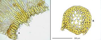 Attēlu rezultāti vaicājumam “Hygrohypnum luridum sporophyte”