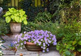 Image result for Nierembergia