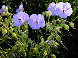 Image result for Geranium pratense