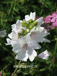 Image result for Malva moschata alba