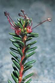 Attēlu rezultāti vaicājumam “Empetrum nigrum flower”