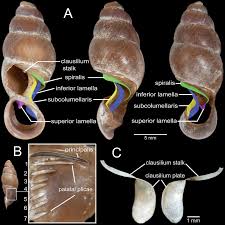 Attēlu rezultāti vaicājumam “Clausiliidae”