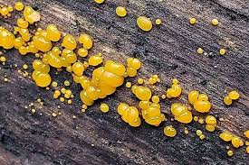 Attēlu rezultāti vaicājumam “Dacrymyces stillatus”