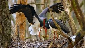 Attēlu rezultāti vaicājumam “Ciconia nigra nest”