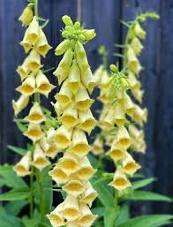 Image result for Digitalis grandiflora