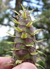 Attēlu rezultāti vaicājumam “Pseudotsuga menziesii flower”